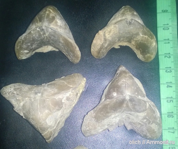 брахиоподы, девон, Ladogia