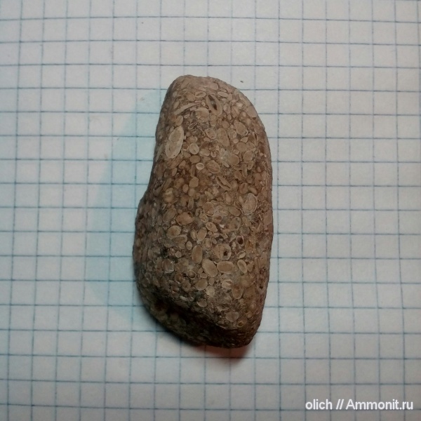 девон, Ostracoda