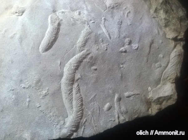 девон, ихнофоссилии