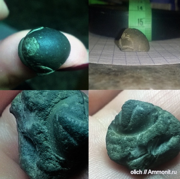 трилобиты, ордовик