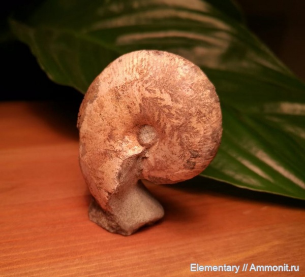 Идентифицированные находки