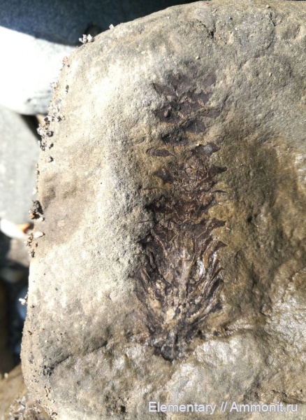 нижний мел, шишки