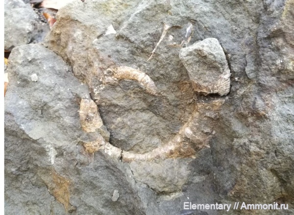 мел, апт, Aptian, Cretaceous