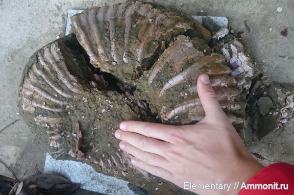 аммониты, моллюски, мел, Россия, головоногие моллюски, мезозойская эра, беспозвоночные, Ammonitoceras, Ammonites