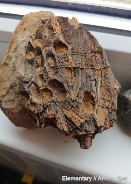 окаменевшее дерево, кайнозой