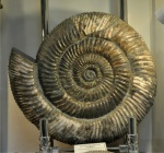 Аммонит Speetoniceras Versicolor Аммонит Speetoniceras Versicolor