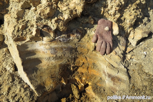 Михайлов, Inoceramus