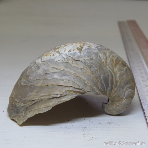 Михайлов, Gryphaea, Gryphaea dilatata