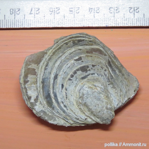 Михайлов, Gryphaea