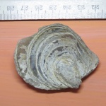 Верхняя створка грифеи