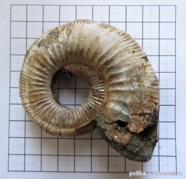 аммониты, Михайлов, Binatisphinctes, келловей