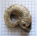 Аммонит Binatisphinctes, вероятно binatus (определен)