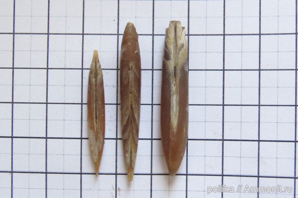 Михайлов, Hibolites