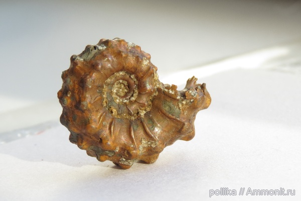 аммониты, Михайлов, Kosmoceras pollux