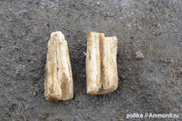 белемниты, Михайлов, Змеинка