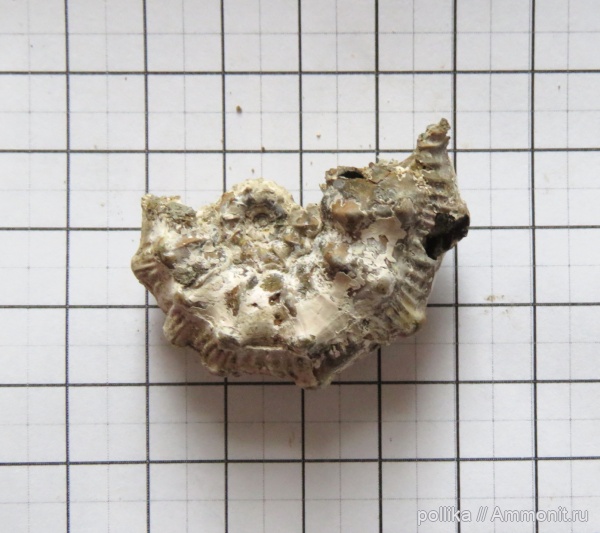 аммониты, Михайлов