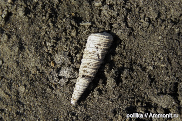 гастроподы, Михайлов