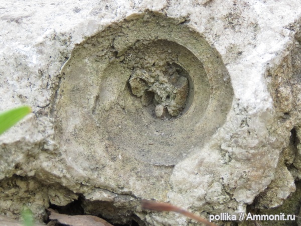 моллюски, Михайлов