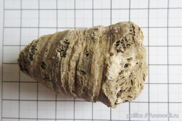 кораллы, Михайлов, Rugosa, carbon