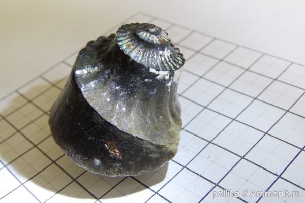 аммониты, Михайлов, келловей, Eboraciceras carinatum