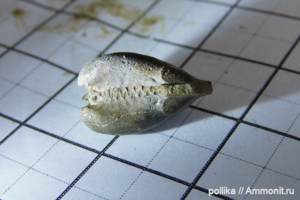 моллюски, Михайлов