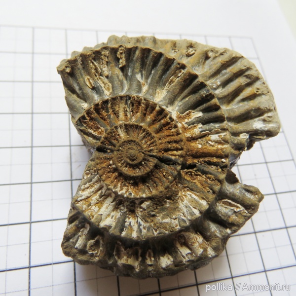 аммониты, Михайлов