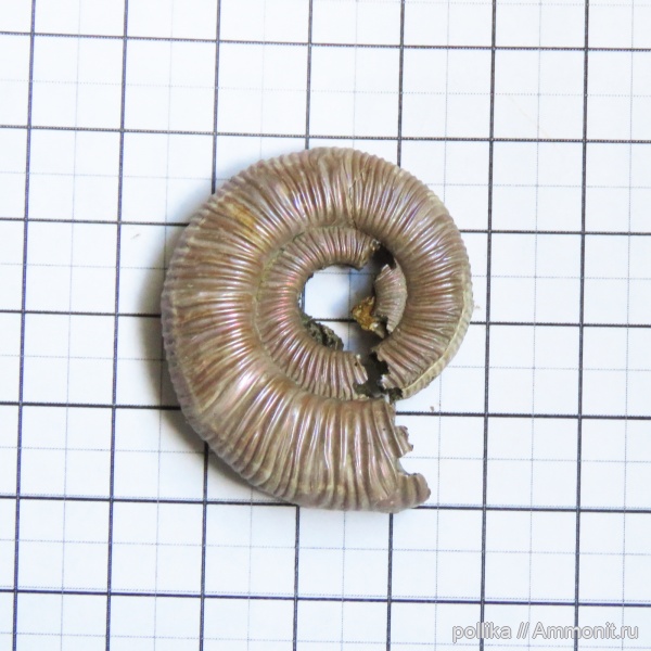 аммониты, Михайлов, Binatisphinctes, келловей