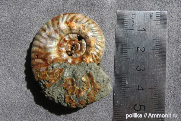 аммониты, Михайлов, Brightia