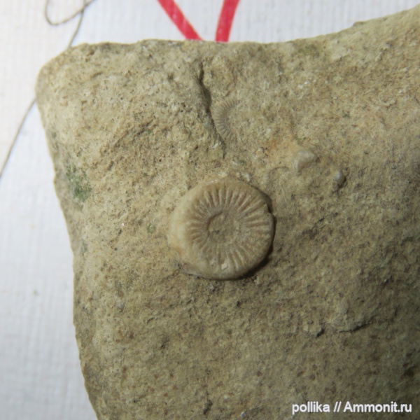 морские лилии, иглокожие, карбон, Рязань