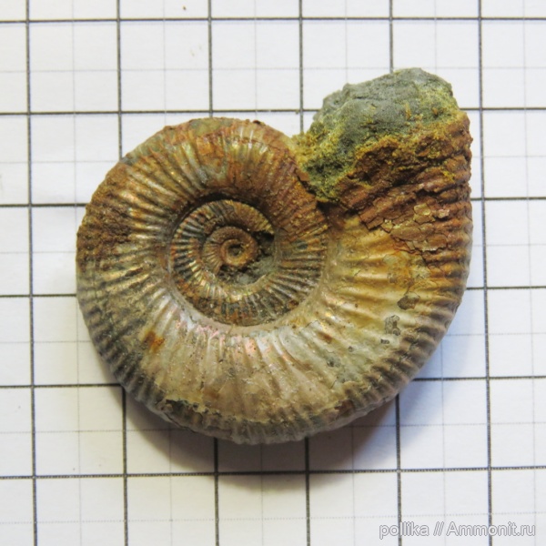 аммониты, юра, Михайлов, Binatisphinctes, Binatisphinctes rjasanensi