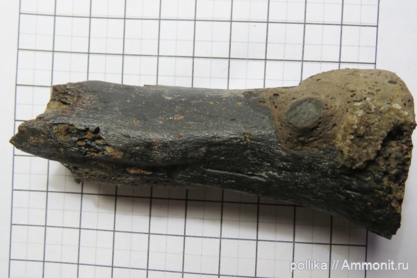 рептилии, Михайлов