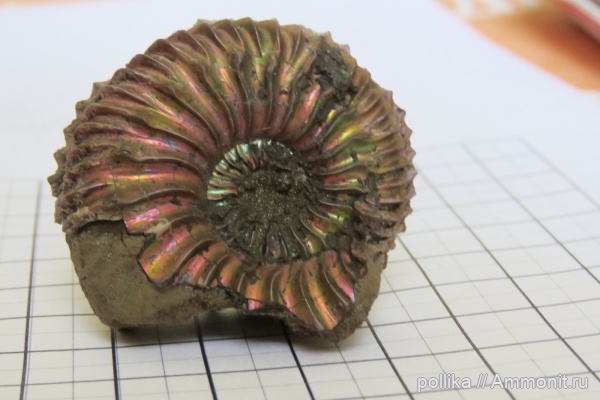 аммониты, юра, Михайлов, Cardioceras, оксфорд