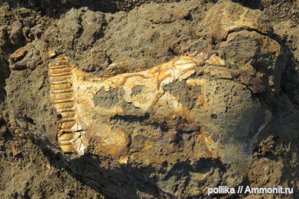 моллюски, Михайлов, Inoceramus