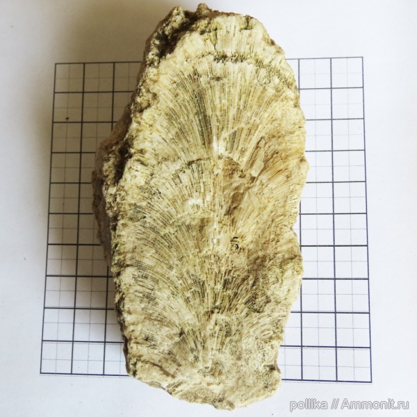 губки, Михайлов, Chaetetes, carbon