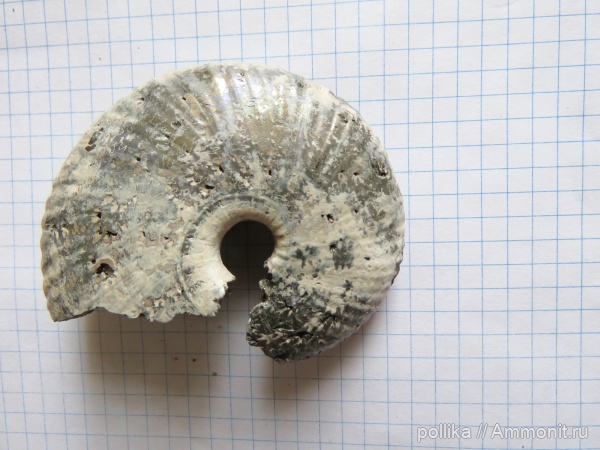 аммониты, Михайлов, Funiferites, Funiferites patruus