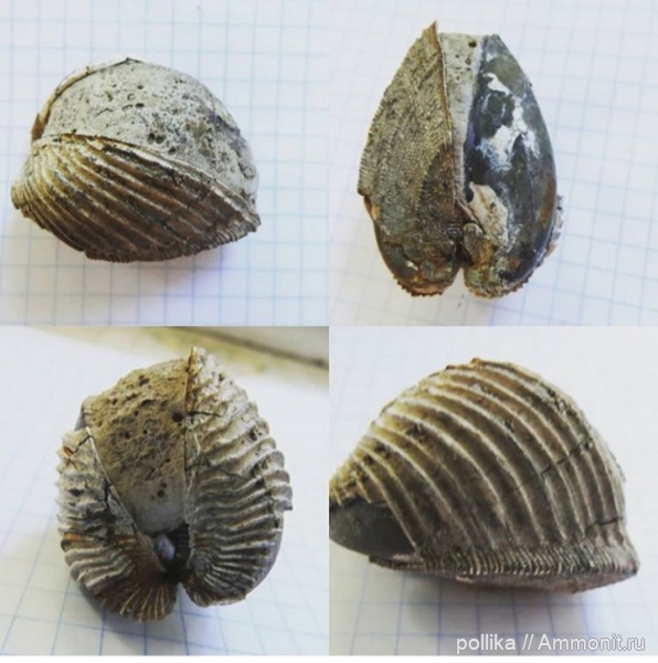 юра, Михайлов, Trigonia