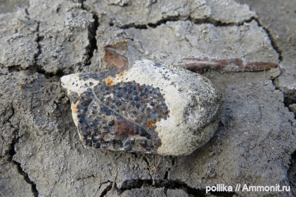 юра, Михайлов, членистоногие