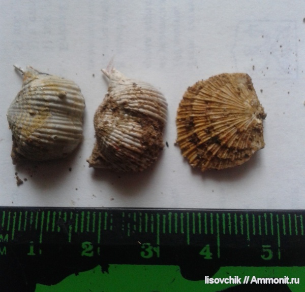 нижний карбон, Eomarginifera lobata