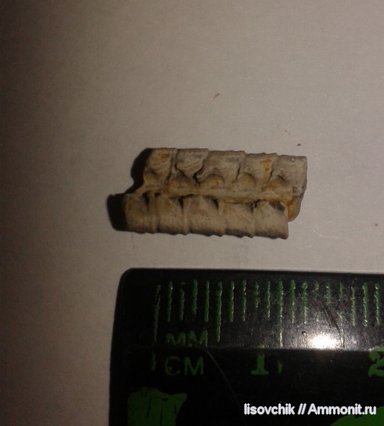 иглокожие, криноидеи