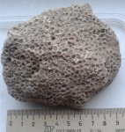 коралл из Кураково