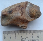 двустворка из конкреции