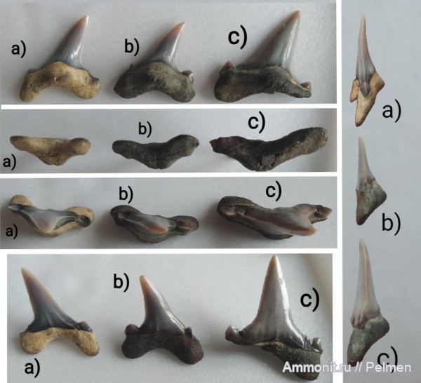 меловой период, мезозойская эра, Cretalamna, кампан, Cretoxirina