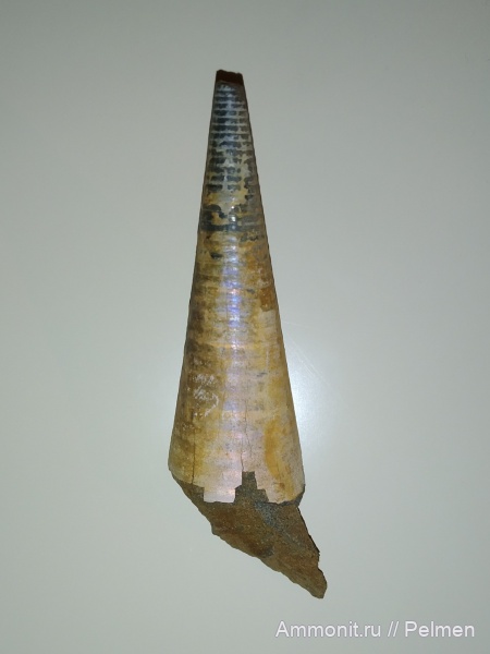 белемниты, мезозой, Belemnitida