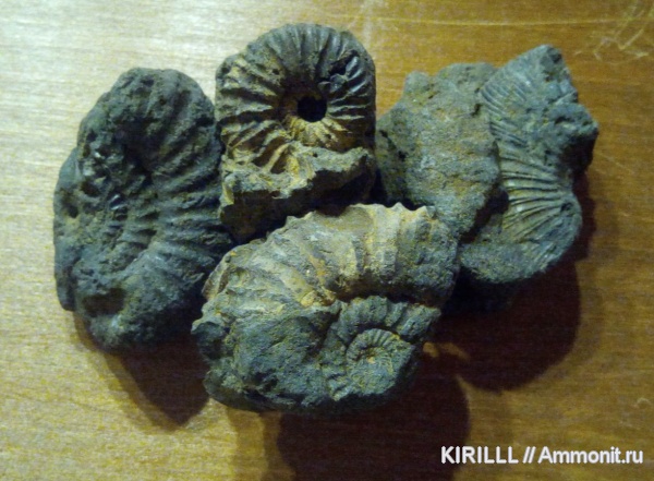 Dorsoplanites, Zaraiskites, волжский ярус, верхняя юра