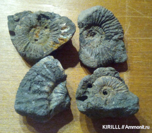 Dorsoplanites, Zaraiskites, волжский ярус, верхняя юра