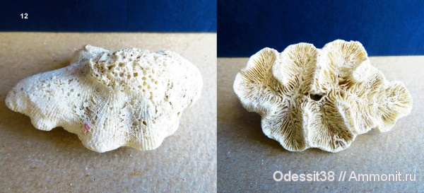 Scleractinia, Coral, mussidae