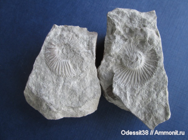 нижний мел, берриас, Крым, Ammonites, Pseudosubplanites
