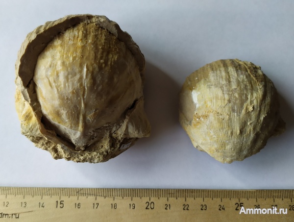 брахиоподы, Михайлов, Gigantoproductus