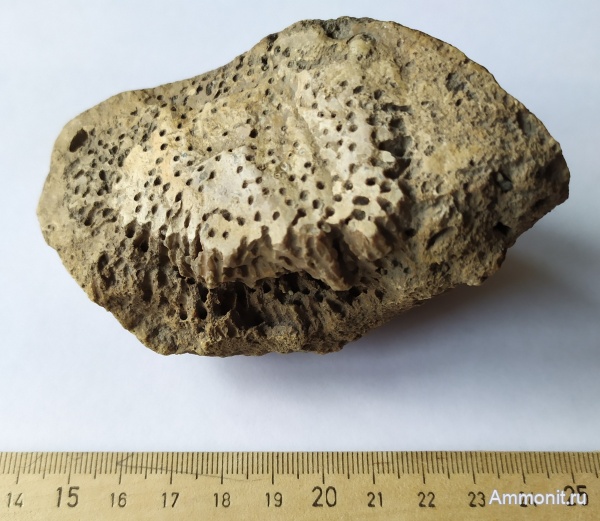 кораллы, Москва, р. Шмелевка, Syringopora