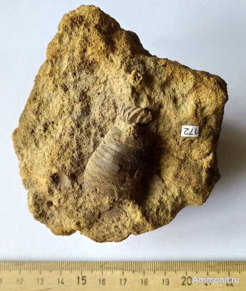 белемниты, Михайлов, карьер Спартак